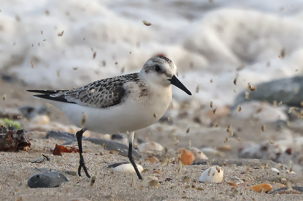 Sanderling